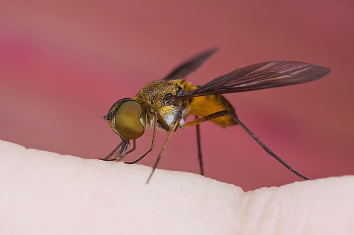 macro photography tip Bee fly on hand........IMG_2195 copy