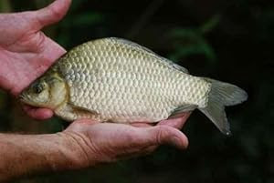 Crucian Carp (carassius Carassius) Rare Species - Peel and Stick Wall Decal by Wallmonkeys