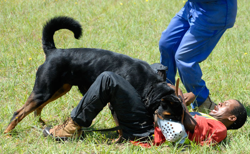 Training – Security Dog Training | Canine Solutions