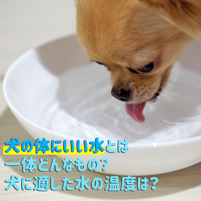 犬の体にいい水とは一体どんなもの 犬に適した水の温度は