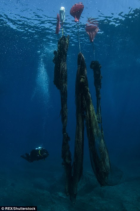 A discarded fishing net is lifted to the surface on a diving mission