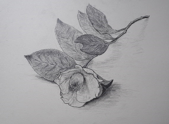 若 駒太郎のブログ 花を描く デッサン教室近況