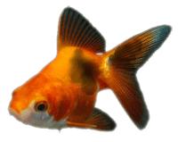 金魚の病気と治療 黒班病