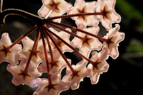 glowing hoya
