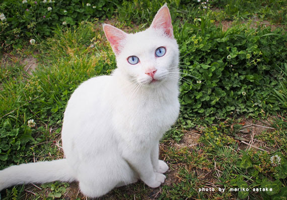 イチゴとヤギと青い目の猫たち フェリシモ猫部
