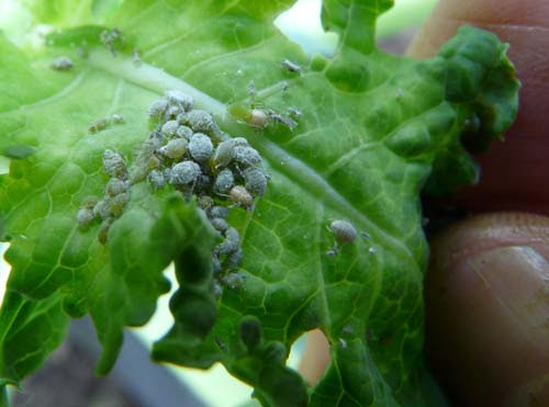 白いアブラムシ 地球に優しく人に優しく 限りある資源を子どもたちに残そう 楽天ブログ