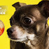 Homemade Food For A Diabetic Dog : Homemade Chicken Vegetable Food For Dogs With Diabetes Recipe - The extra care and attention you'll give them may even strengthen your bond.