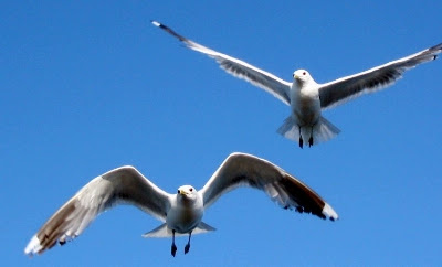 第160回 It Is I Sea Gull 私はカモメ テレシコワ ジム佐伯のenglish Maxims