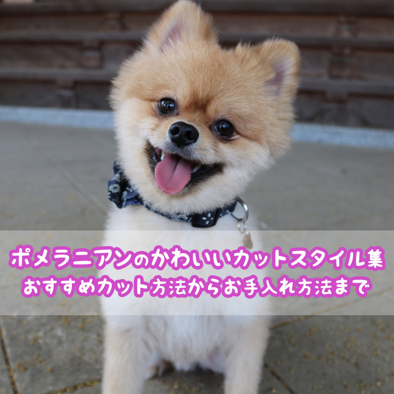 豊富 ポメラニアンのかわいいカットスタイル おすすめのカット方法から毛のお手入れまで 犬の総合情報サイト ペットスマイルニュースforワンちゃん