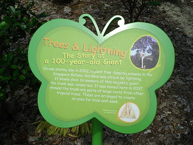Explanation of century-old tree struck by lightning