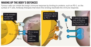 Antibody alarm call rouses immune response to cancer : Nature News 