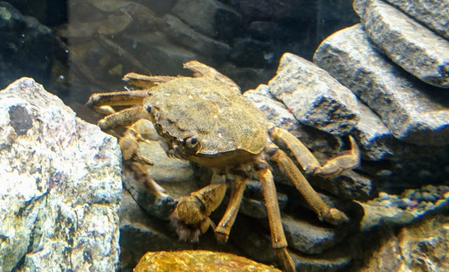 モクズガニ飼育初めての人必見 初心者が知っておきたい基本知識まとめ