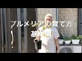 プルメリア 植え替え 鉢 325538-プルメリア 植え替え 鉢