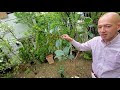 √ダウンロード ゴムの木 葉っぱ 155292-ゴムの木 葉っぱ 茶色