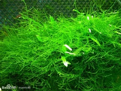 Marimo Moss Ball Moss的区分 我爱marimo中文推广站
