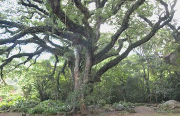  Zamana  arbres  Martinique Martinique A nu