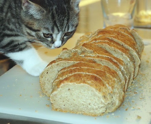 farmgirls-toastedoatmealbread