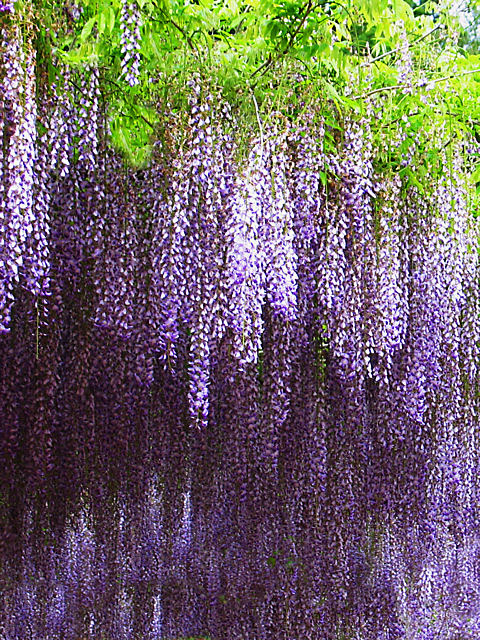 藤の花 藤棚携帯待受画像 無料壁紙