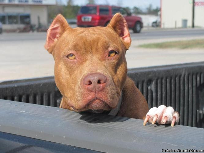 Red nose pitbulls for sale in houston texas, dog ate ...