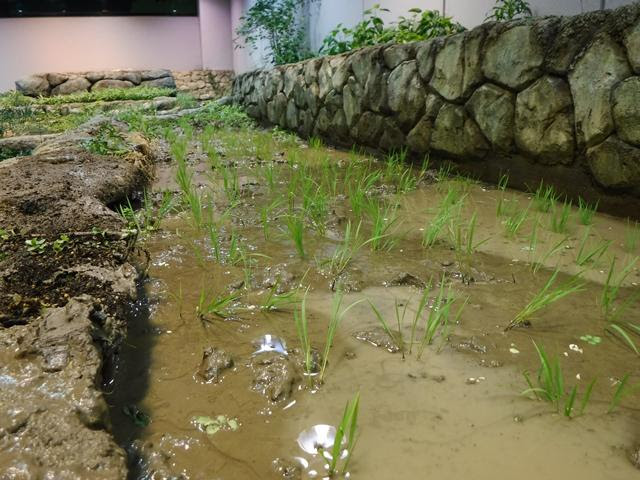 世界のメダカ館 水田展示水槽で楽しい田植え作業実施 オフィシャルブログ 東山動植物園