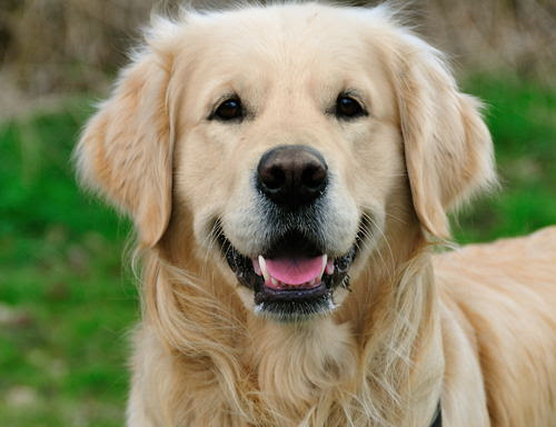 golden retriever dog images. golden retriever dog. Dogs
