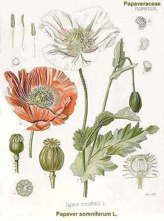 Opium poppy, Papaver