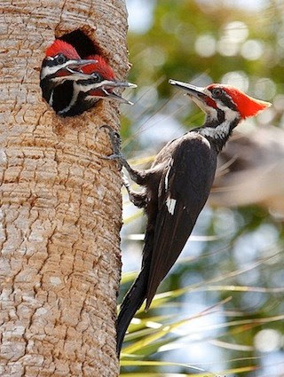 Adult male with young