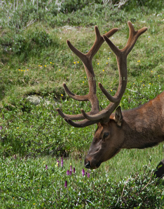 Bull elk grazing on purple flowers in Rocky Mountain National Park, Colorado.