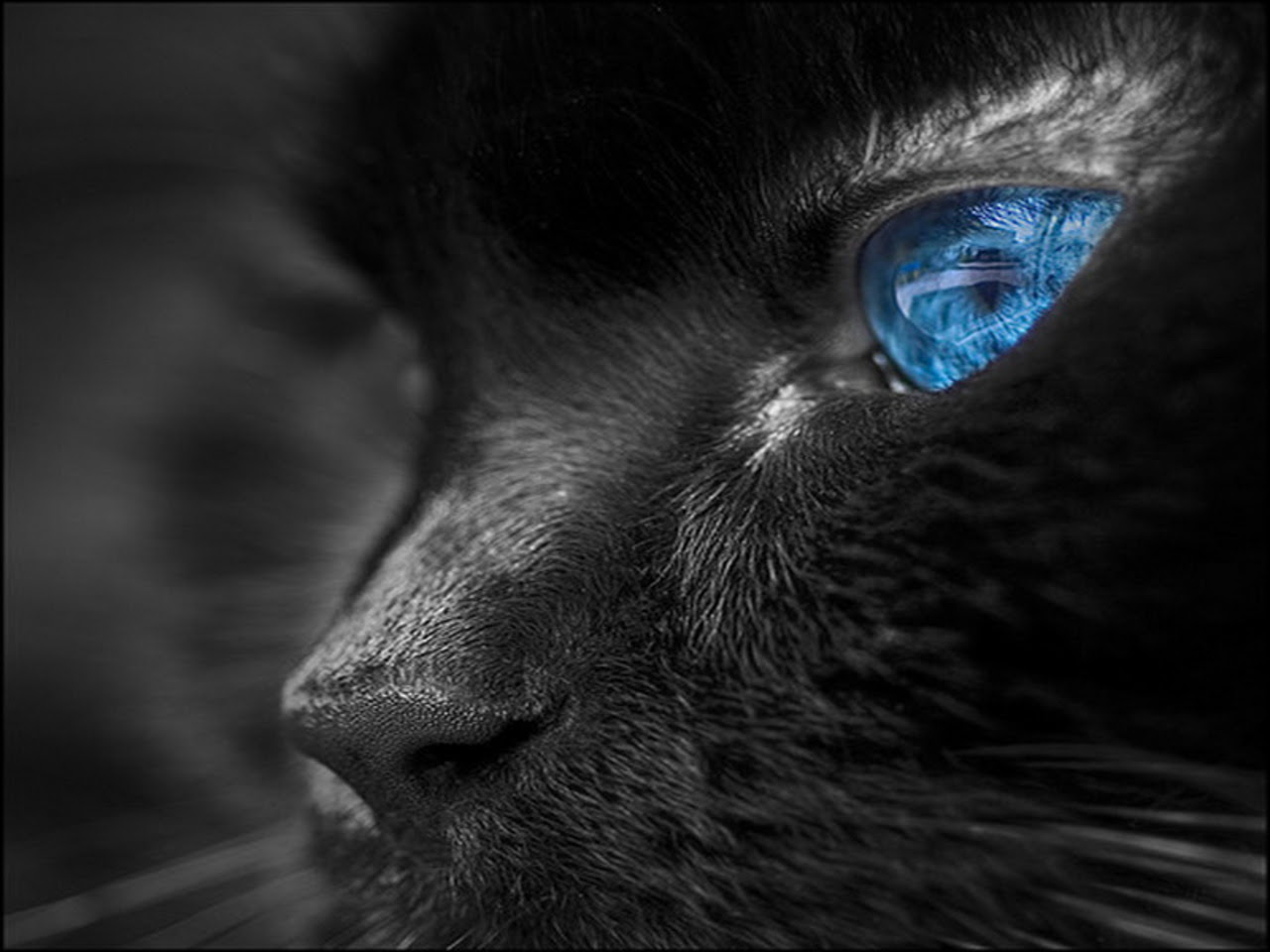 Blue Eyes Bright Colors Wallpaper 18226412 Fanpop