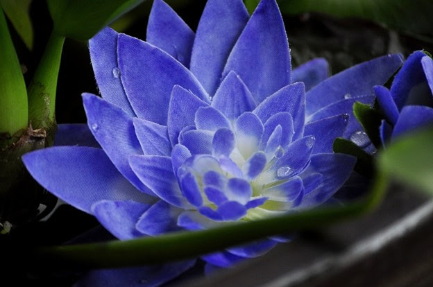 浮き草の花 写真共有サイト フォト蔵