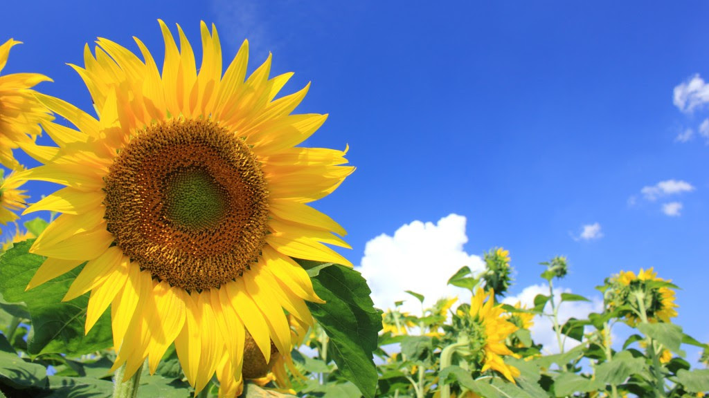 夏の画像 原寸画像検索