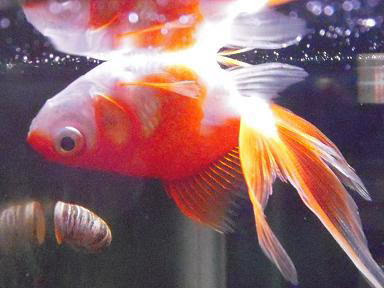 金魚が逆さまになって水面近くを泳いでいる 深刻な病気 治療法は 自己解決ねっと