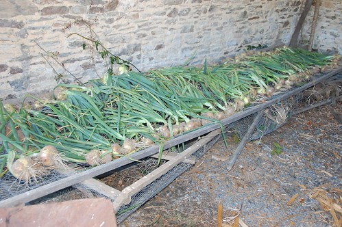 onions