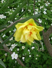 Daffodil 5