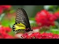 World Best Butterfly Drawing With Colours How To Draw A Realistic
Butterfly With Colored Pencils
