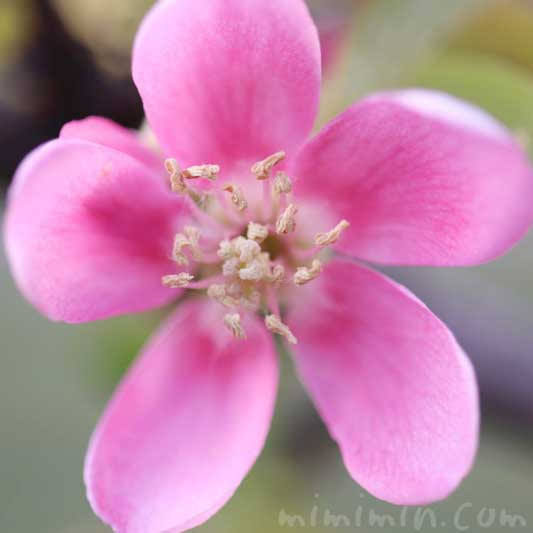 カリンの花の写真 花言葉 みみみんブログ