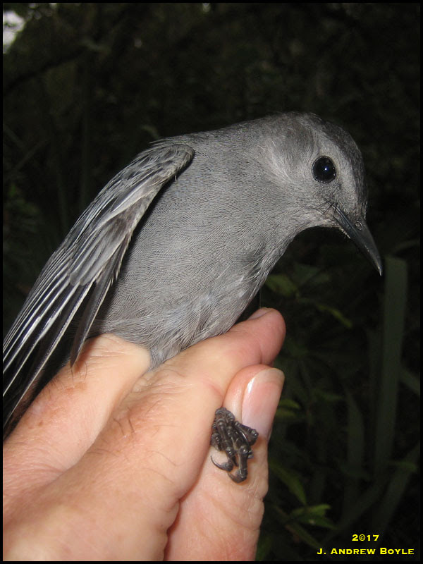 Gray Catbird