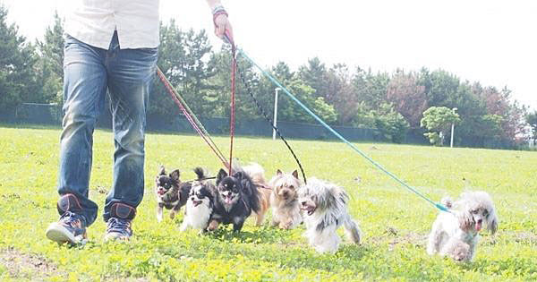散歩で他の犬 人に吠えるワンちゃんのしつけ方法6つ 時間も関係ある ちょいため