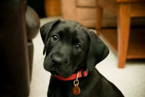 Czarny szczeniak labrador retriever