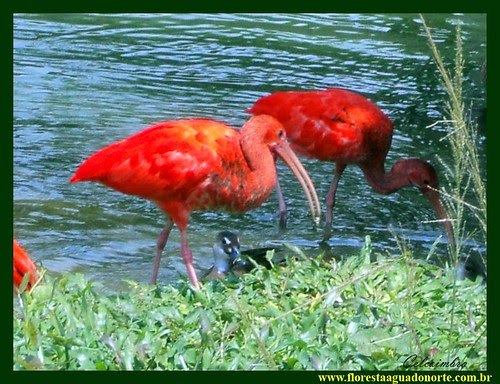 Guará Ibis Rubra Pássaro Vermelho Amazônico floresta agua norte Bicho da Amazônia celcoimbra Belém Pará Brasil América do Sul Terra Fauna Amazônica Eudocimus ruber Ecologia  3