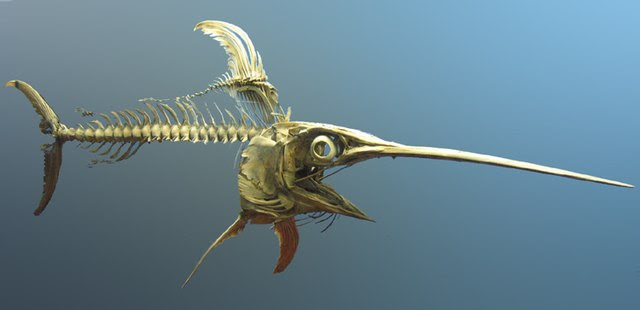 Swordfish 意味 英語 辞書 Swordfish 日本語 定義