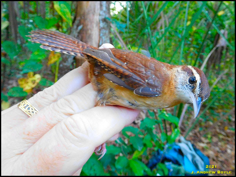 Carolina Wren