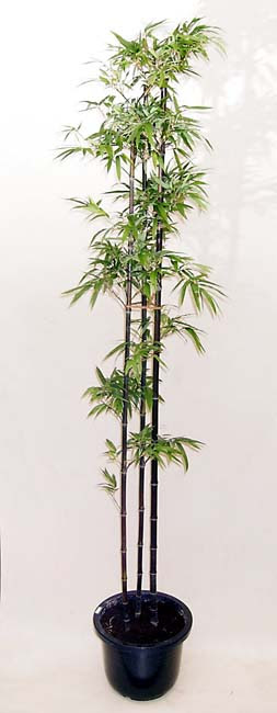 黒竹 クロチク 植木 販売 ｇｄｐ