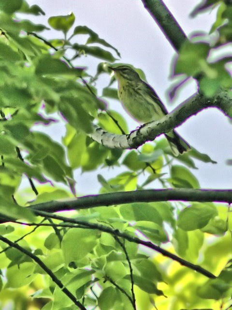 Palm Warbler 20130516