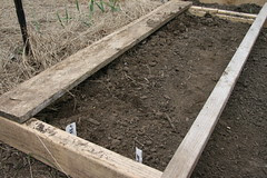 onion bed