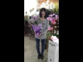 青いバラ 苗 サントリー 183510