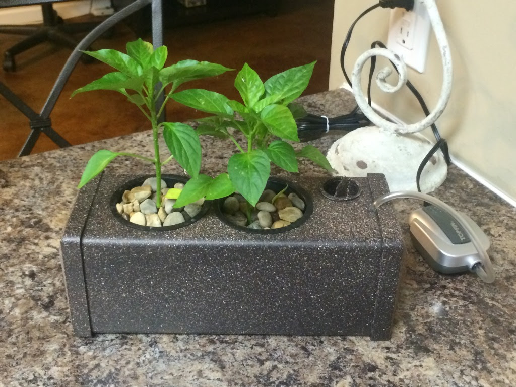Growing Hydroponic Vegetables | NoSoilSolutions