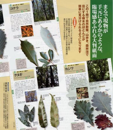 原寸図鑑 葉っぱでおぼえる樹木 柏書房株式会社