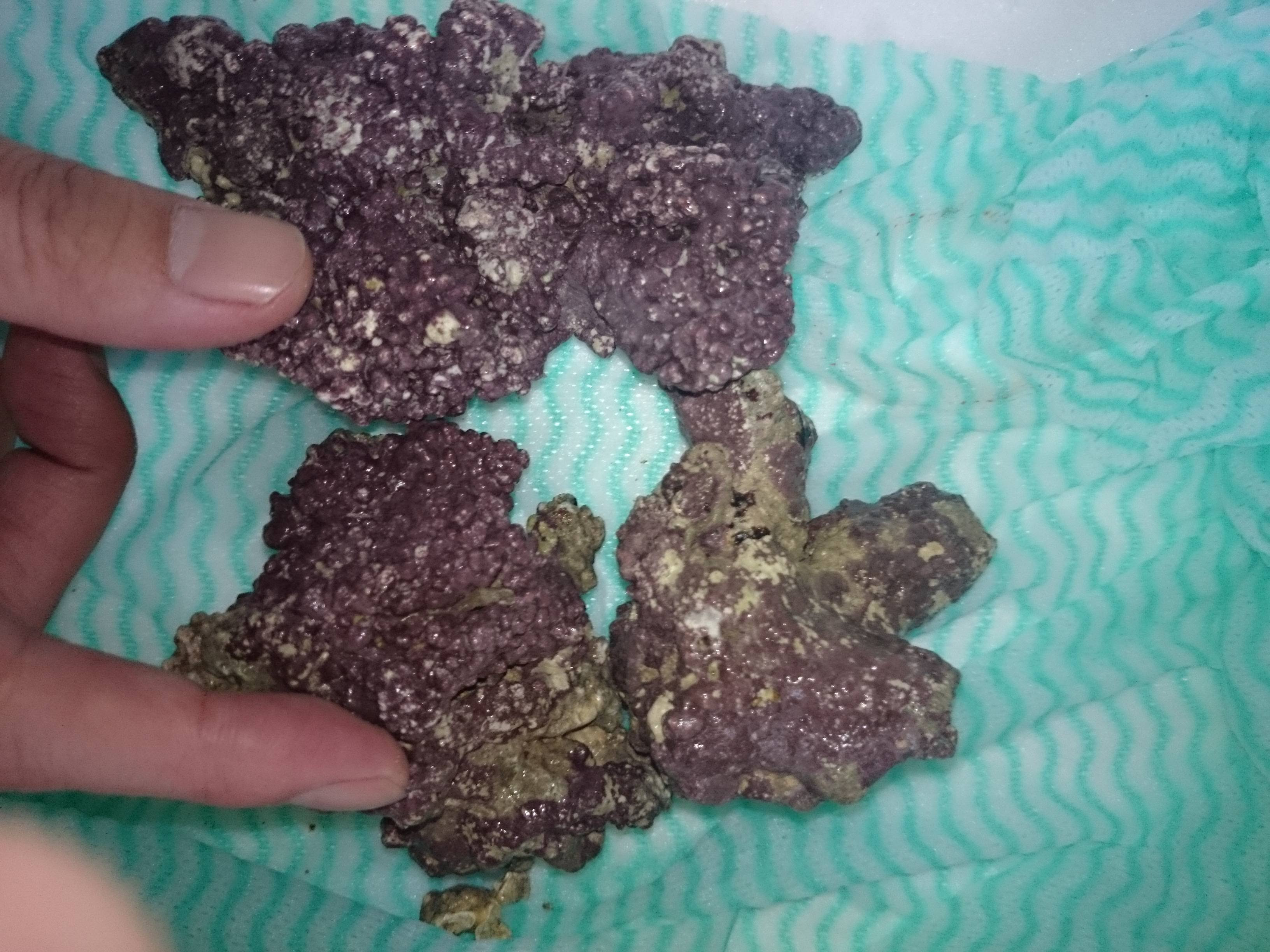 ライブロックを追加しました 30cm水槽の海水魚飼育