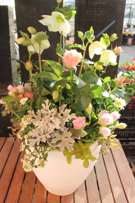 クリスマスローズの寄せ植え 安達 寿枝子ブログ
